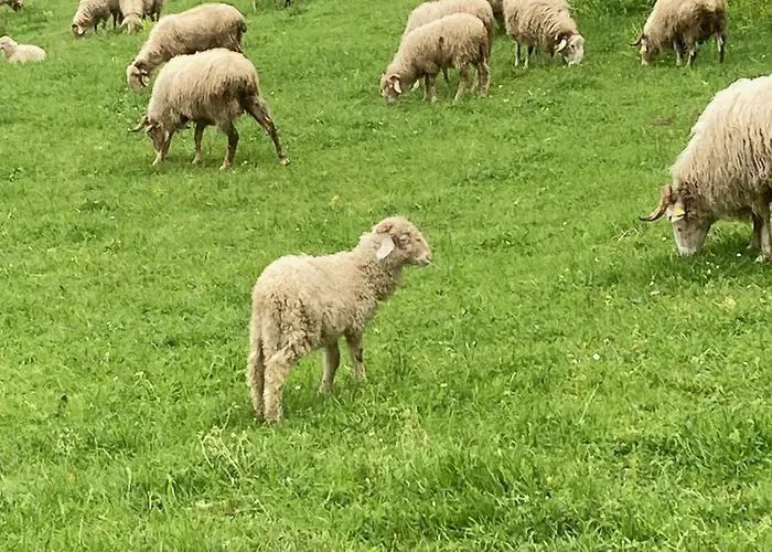 Semesterbostad Au Grae - A Bearn